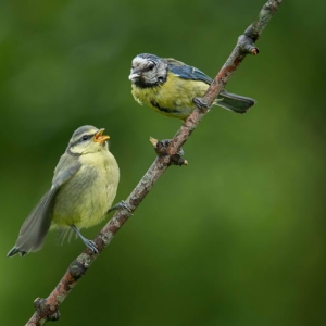 Redwell   June   2016 (190 Of 659).jpg